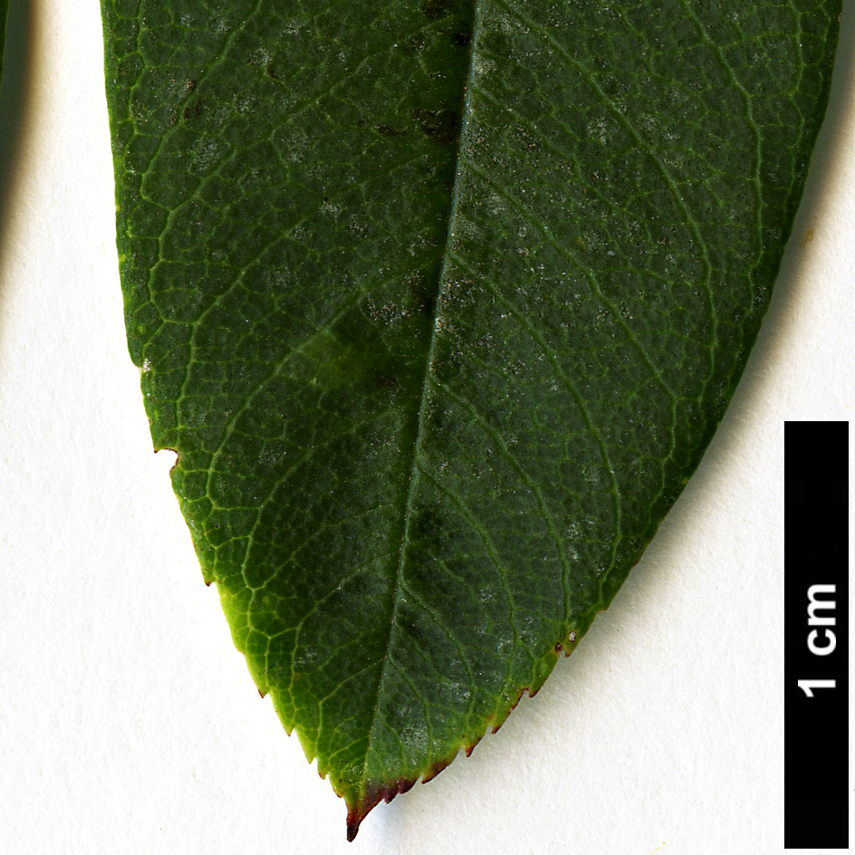High resolution image: Family: Rosaceae - Genus: Sorbus - Taxon: bulleyana High resolution image: Family: Rosaceae - Genus: Sorbus - Taxon: bulleyana